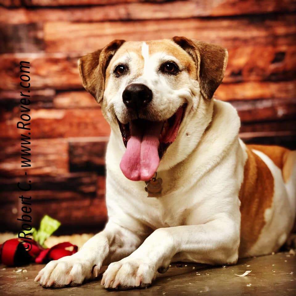 Kate Dark Wood Not Smooth Backdrop for Newborn - Image 4